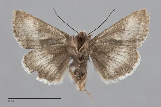 Syngrapha parilis