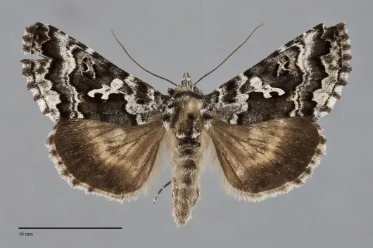 Syngrapha rectangula
