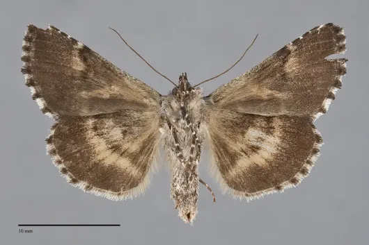 Syngrapha rectangula