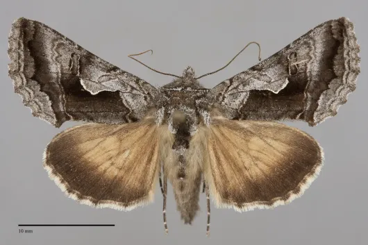 Syngrapha surena