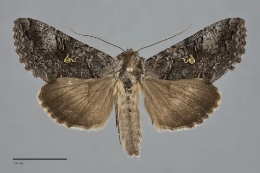 Syngrapha viridisigma