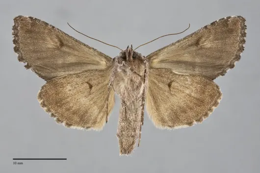 Syngrapha viridisigma