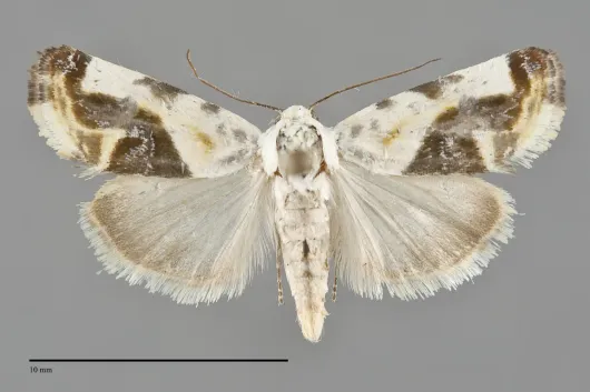 Tarache arida