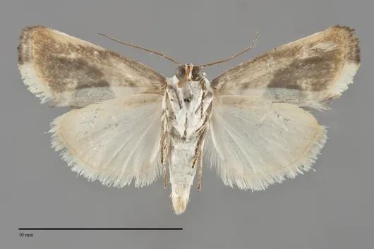 Tarache arida
