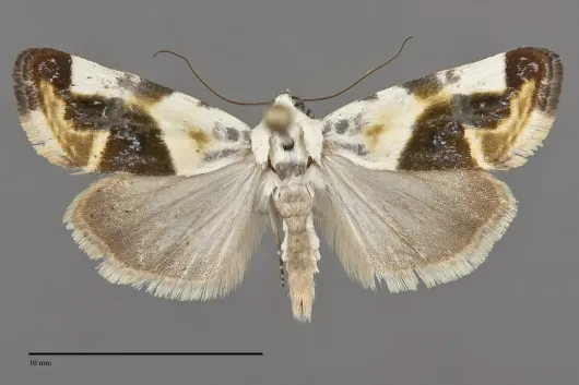 Tarache arida