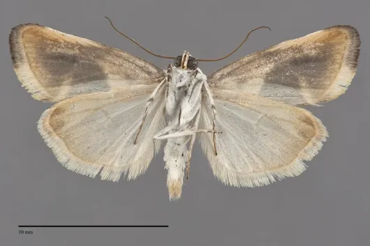 Tarache arida