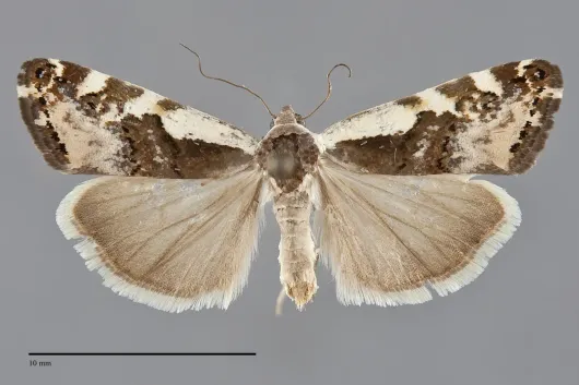 Tarache augustipennis