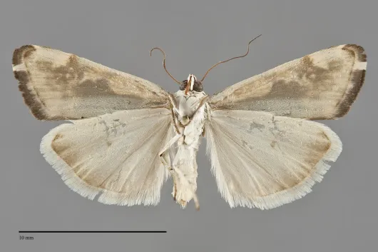 Tarache augustipennis