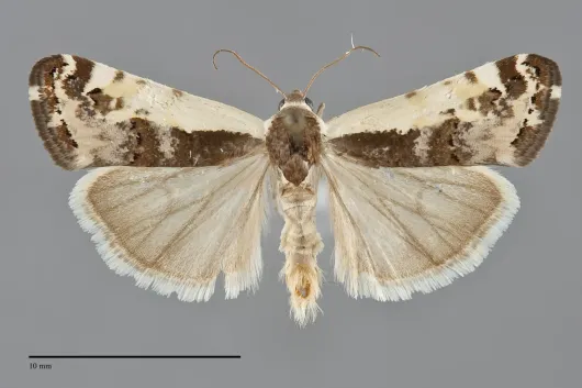 Tarache augustipennis