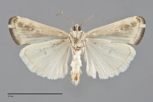 Tarache augustipennis