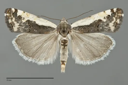 Tarache augustipennis