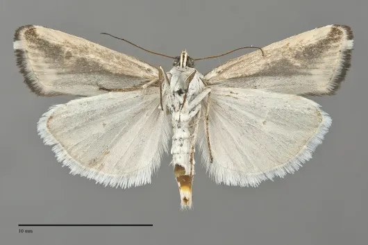 Tarache augustipennis