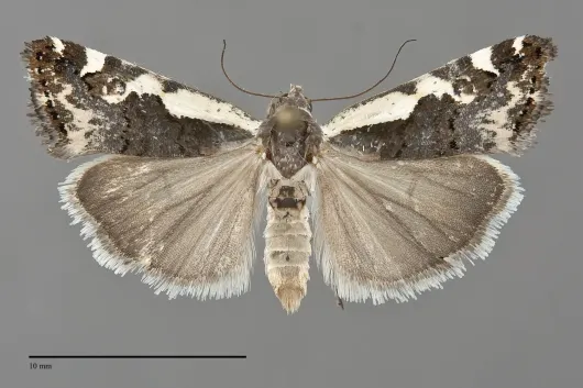 Tarache augustipennis