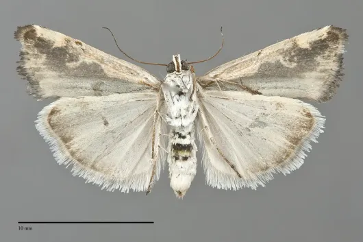 Tarache augustipennis