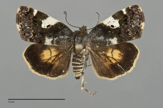 Tarache flavipennis