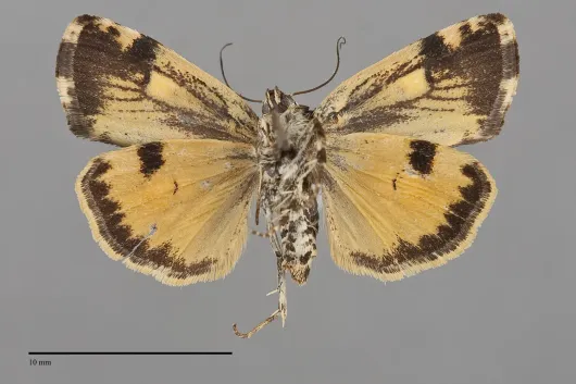 Tarache flavipennis