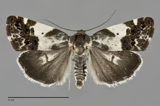Tarache knowltoni