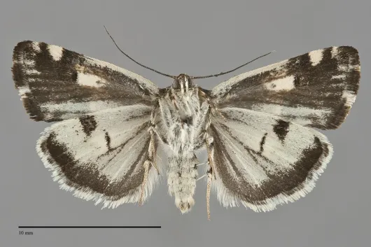 Tarache knowltoni