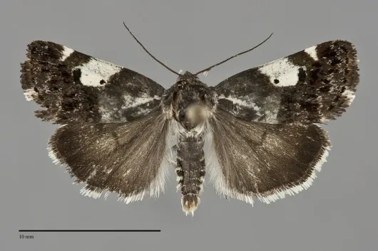 Tarache knowltoni