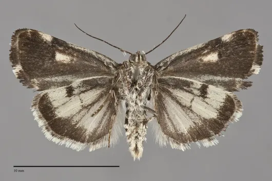 Tarache knowltoni