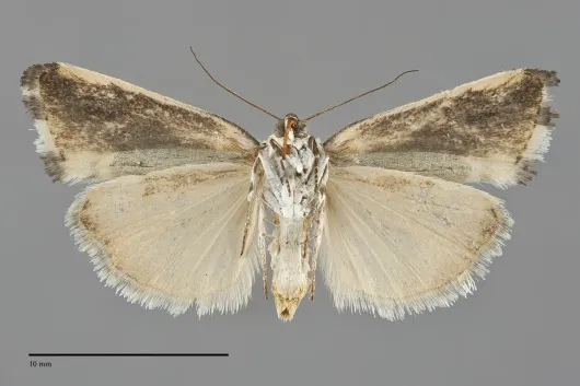 Tarache major