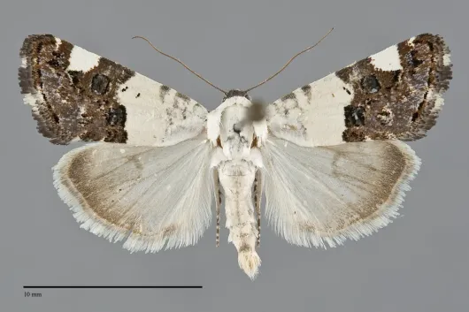 Tarache toddi