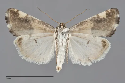 Tarache toddi
