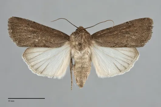 Tesagrotis amia
