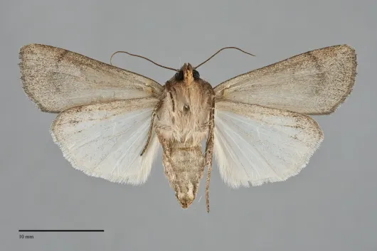 Tesagrotis amia