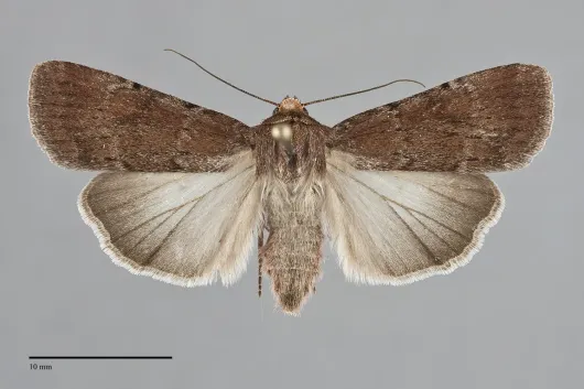 Tesagrotis atrifrons