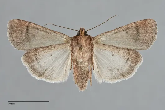 Tesagrotis atrifrons