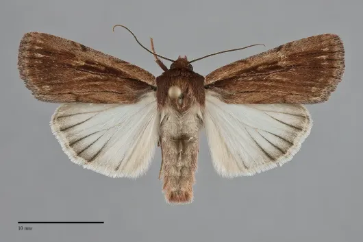 Tesagrotis corrodera