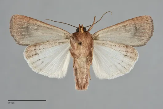 Tesagrotis corrodera