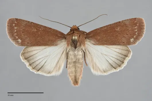 Tesagrotis piscipellis