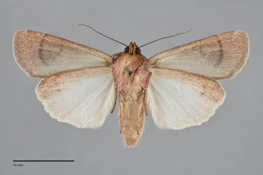 Tesagrotis piscipellis