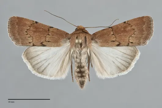 Tesagrotis piscipellis