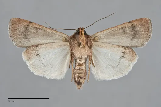 Tesagrotis piscipellis
