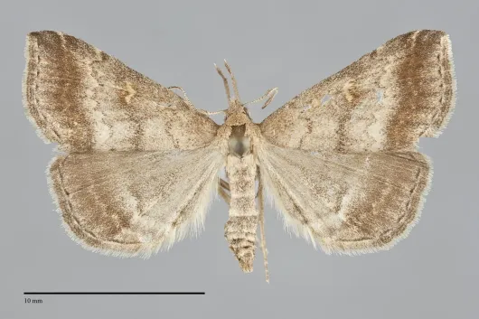 Tetanolita palligera