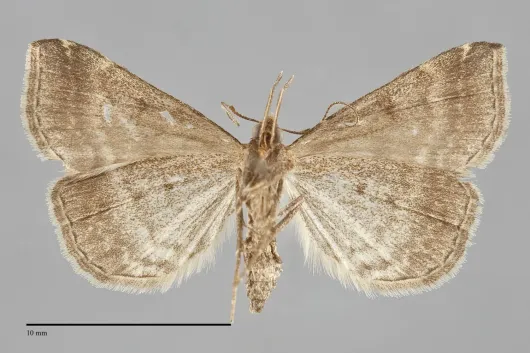 Tetanolita palligera