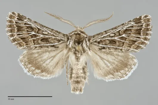 Tholera americana