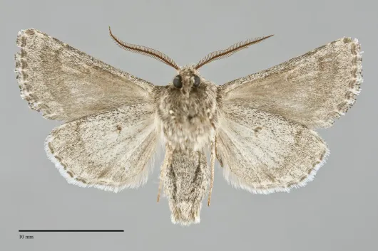 Tholera americana
