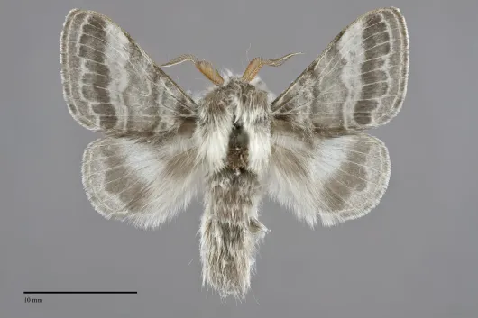 Tolype distincta