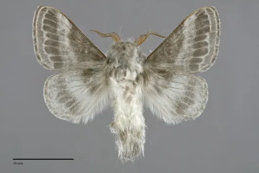 Tolype distincta