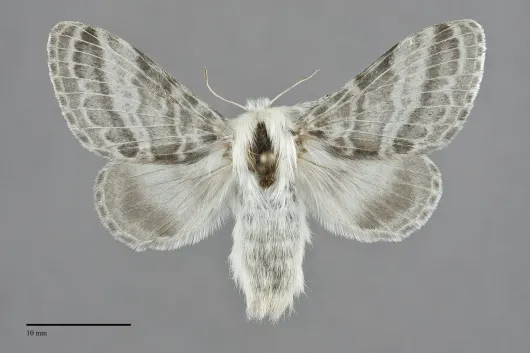 Tolype distincta