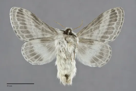 Tolype distincta