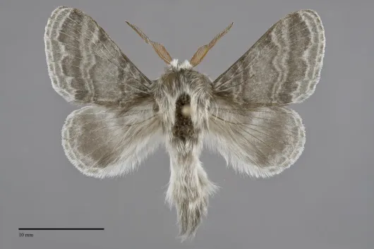 Tolype distincta