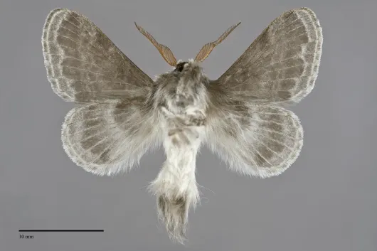 Tolype distincta