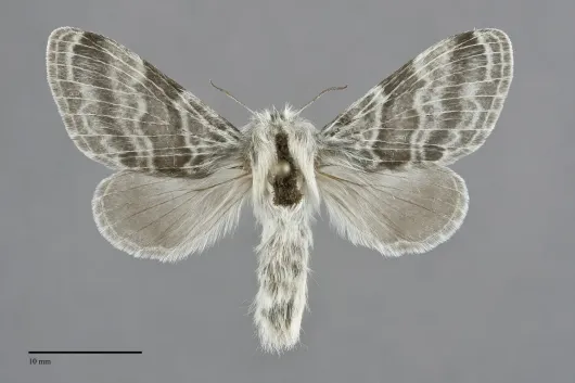 Tolype distincta