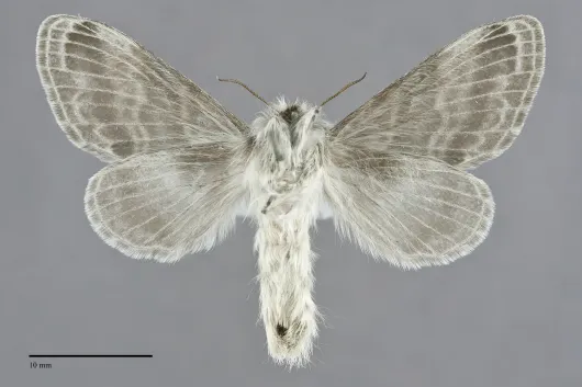 Tolype distincta