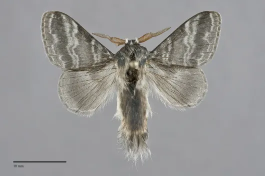 Tolype distincta